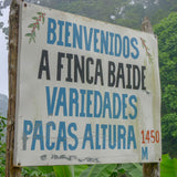 Honduras, Finca Baide, Jeovany Baide
